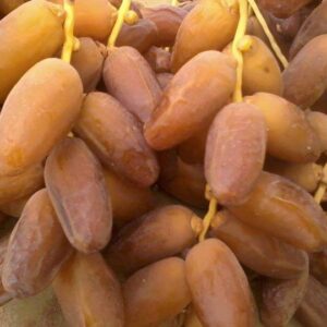 dattes fraiches d'Algerie