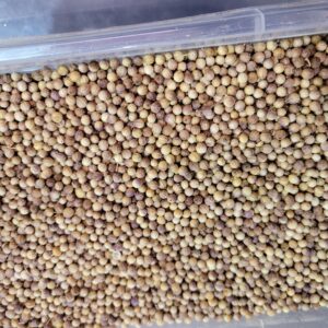 Graine poivre blanc Maroc